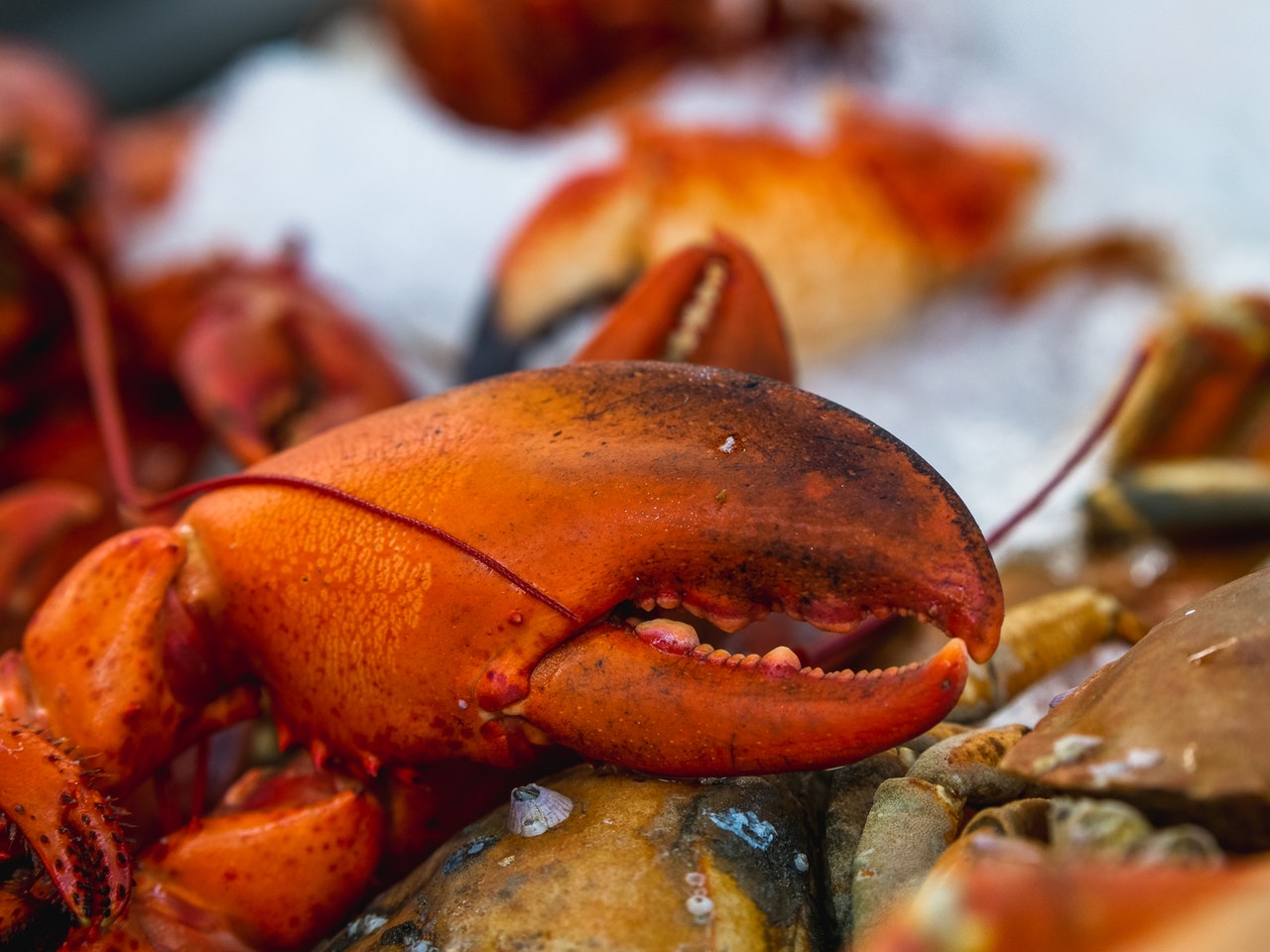 A close up photo of a lobster claw depicting dining out as one of the best things to do in Longboat Key.