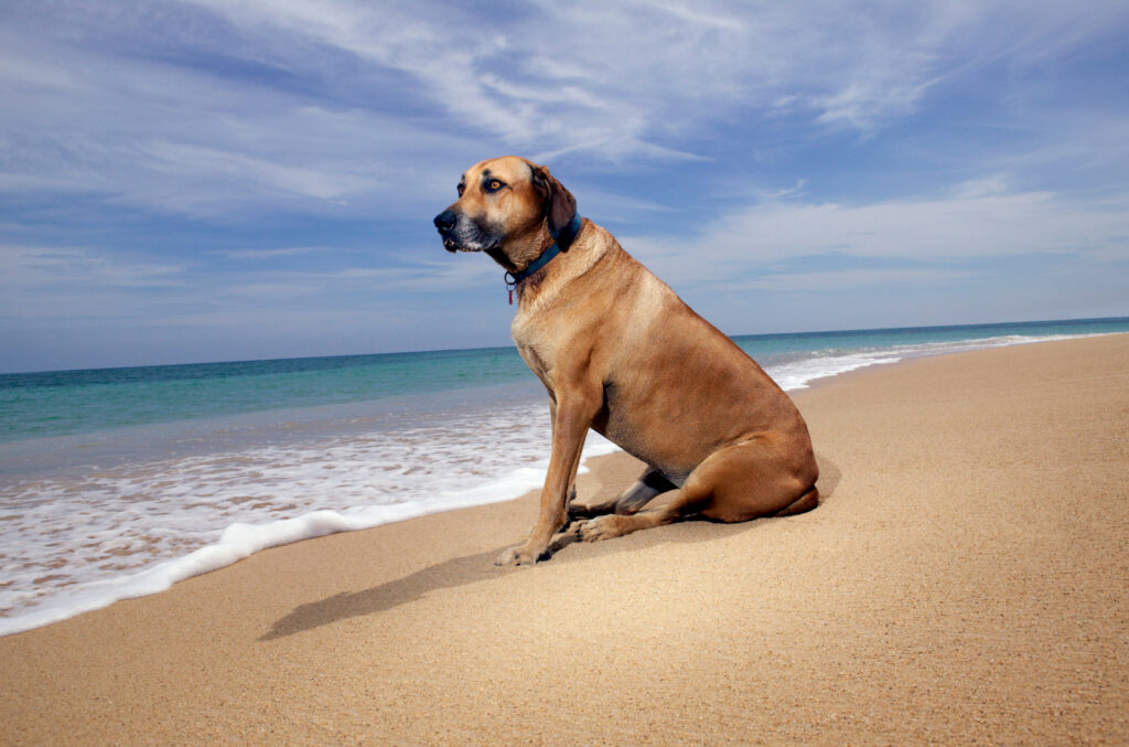 A dog that looks like a hound mix is sitting along the edge of the beach looking into the distance showing readers how relaxing it is for pets at our local dog parks and beaches